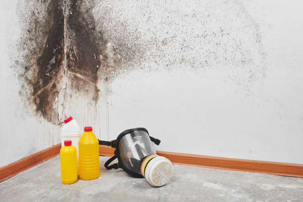 Best Commercial Mold Removal  in Palm Valley, FL