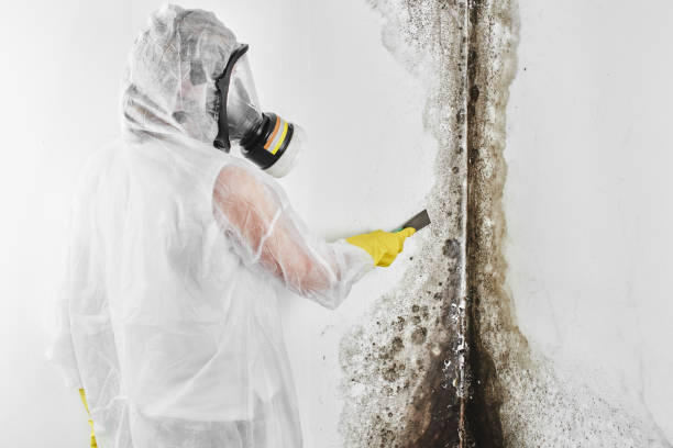 Best Crawl Space Mold Removal  in Palm Valley, FL