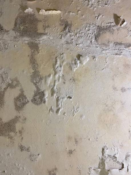 Best Black Mold Removal  in Palm Valley, FL
