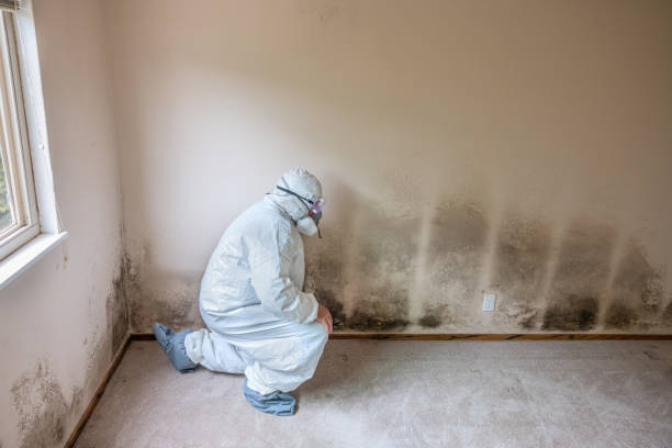 Best Professional Mold Removal  in Palm Valley, FL