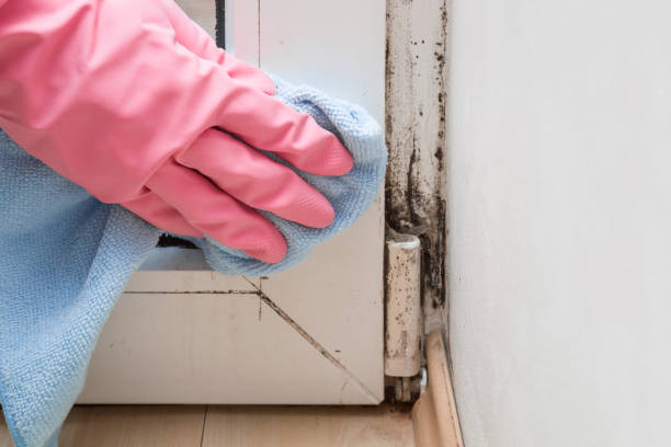 Best Certified Mold Removal  in Palm Valley, FL